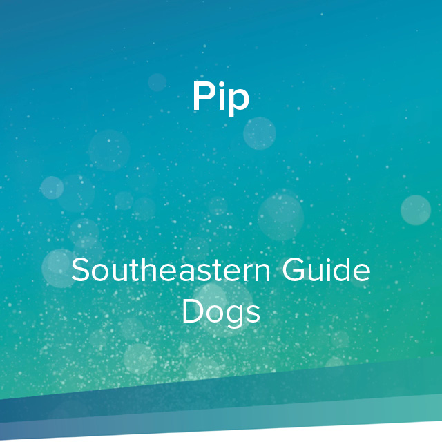 pip pip